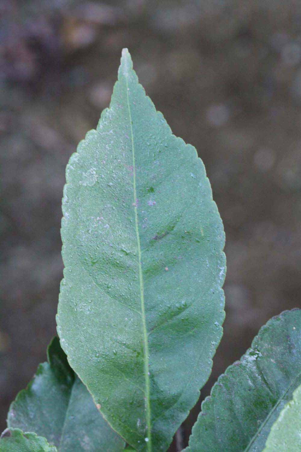              Margin (Riverside, CA)       